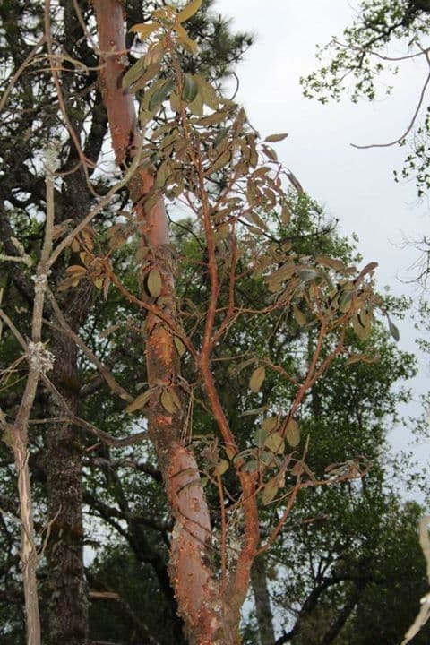 Arbutus xalapensis 15