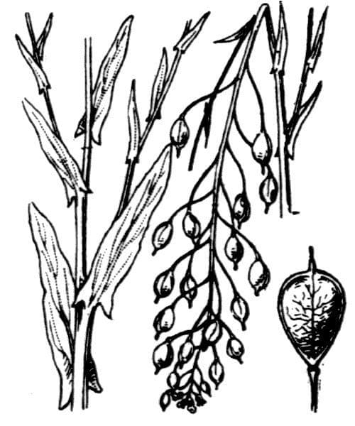 Camelina 25