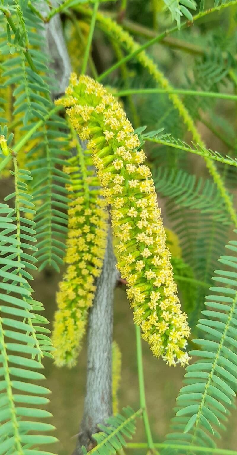 Prosopis 6