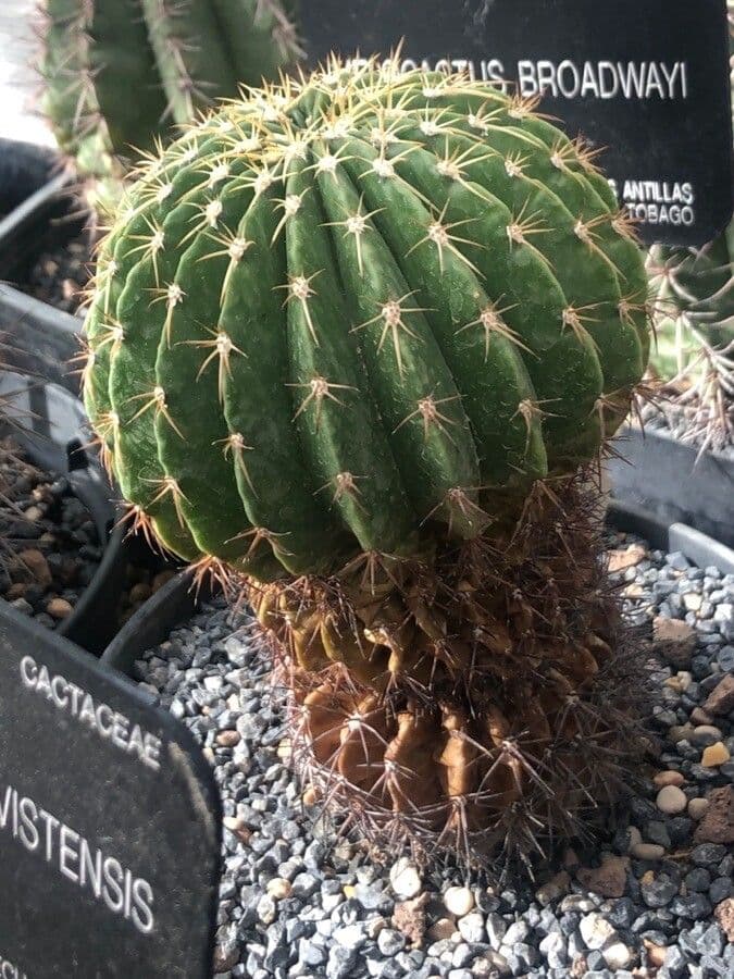 Melocactus di Broadway