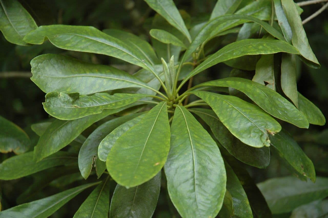 Pittosporum 2