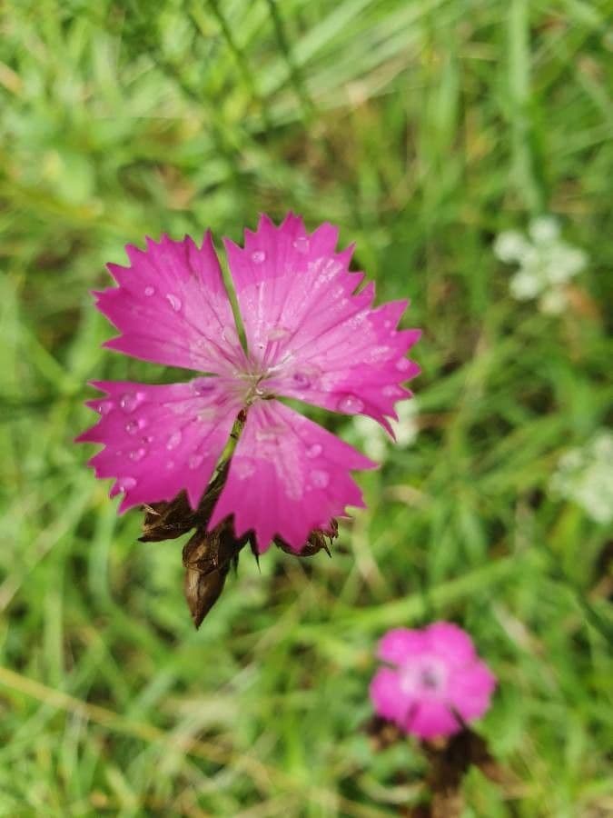 Garofano di Balbis 4