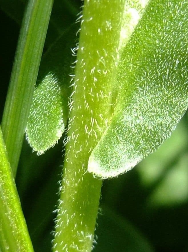 Draba 24