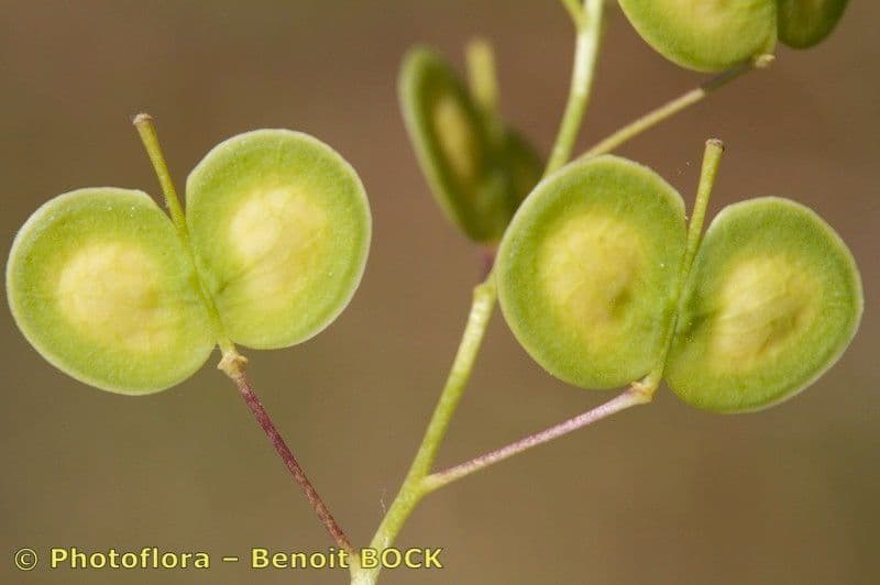Biscutella 2