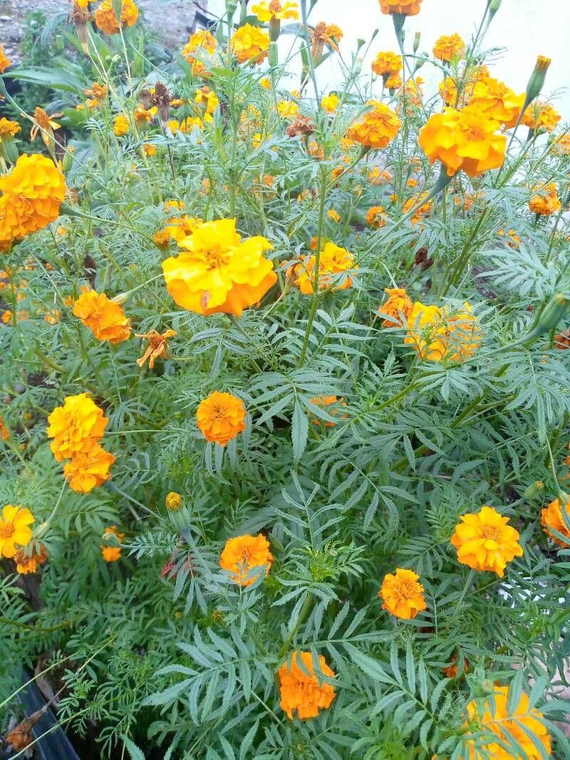 Schmalblättrige Studentenblume 3