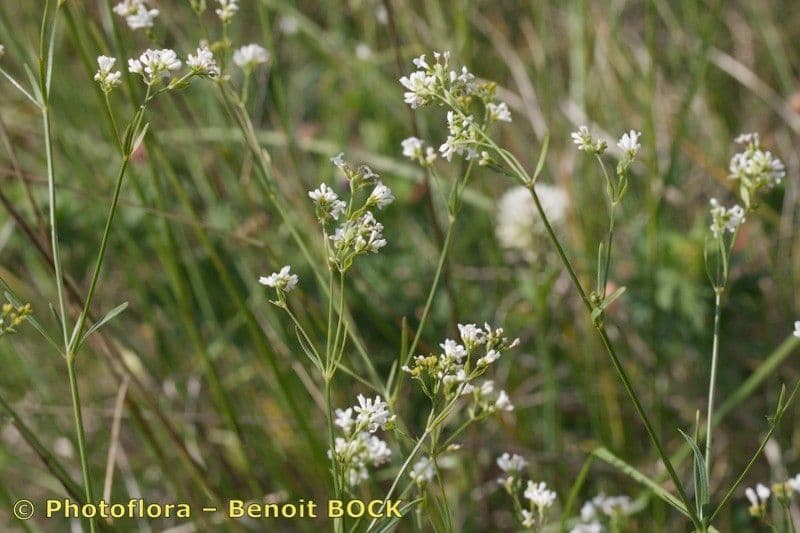 Asprella tintoria 9