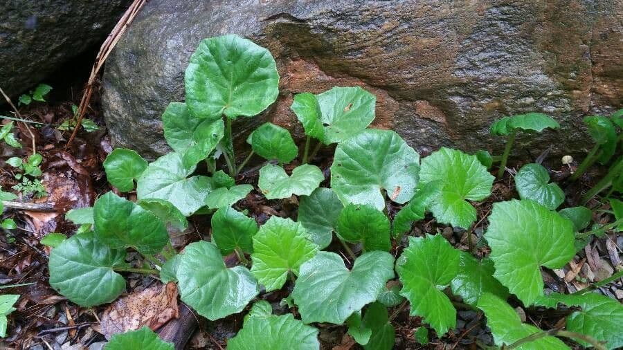 Viola di Selkirk 5