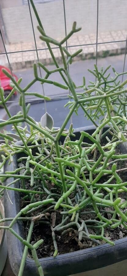 Cactus corail 12