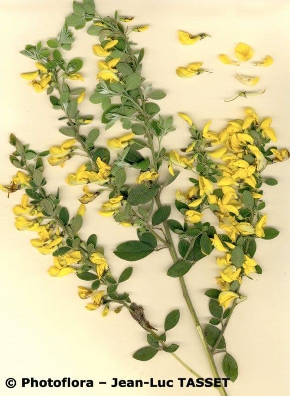 Vrbice 27