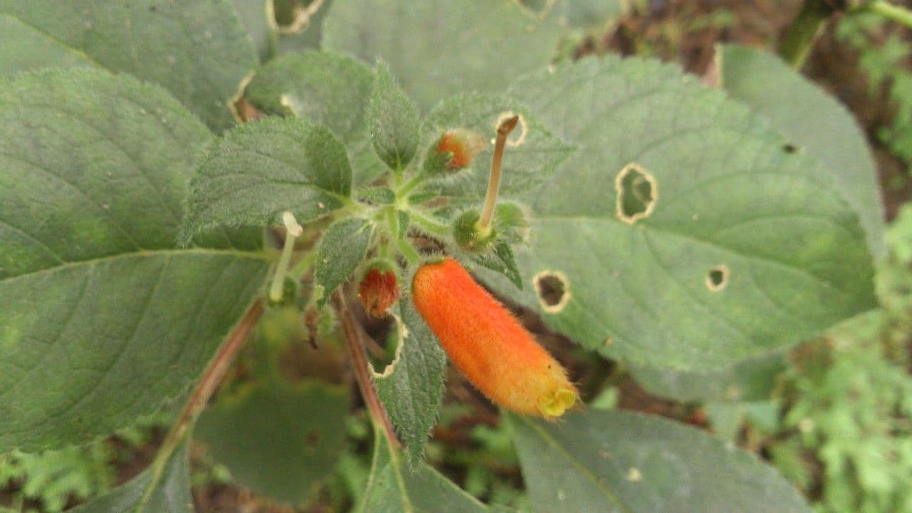 Kohleria 4