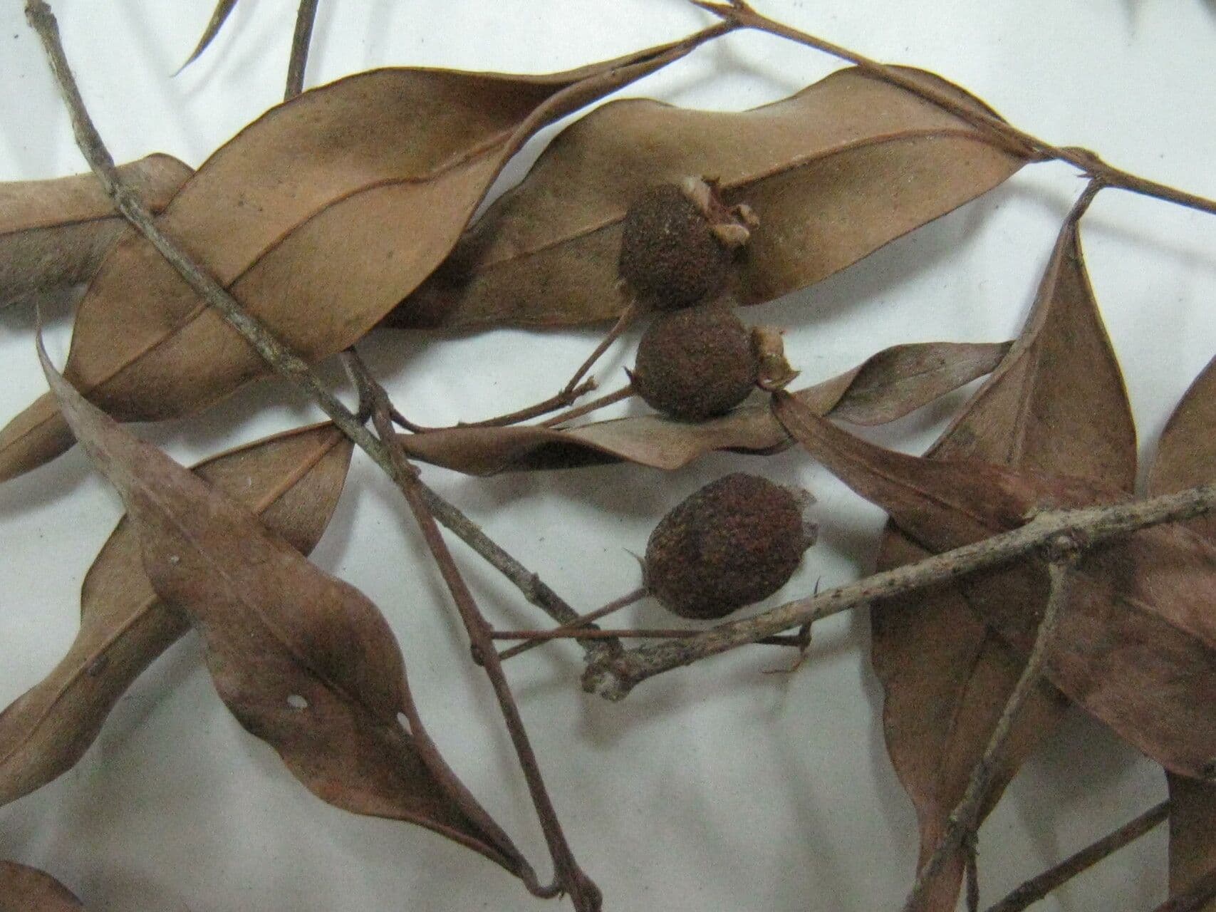 Eugenia biflora 7