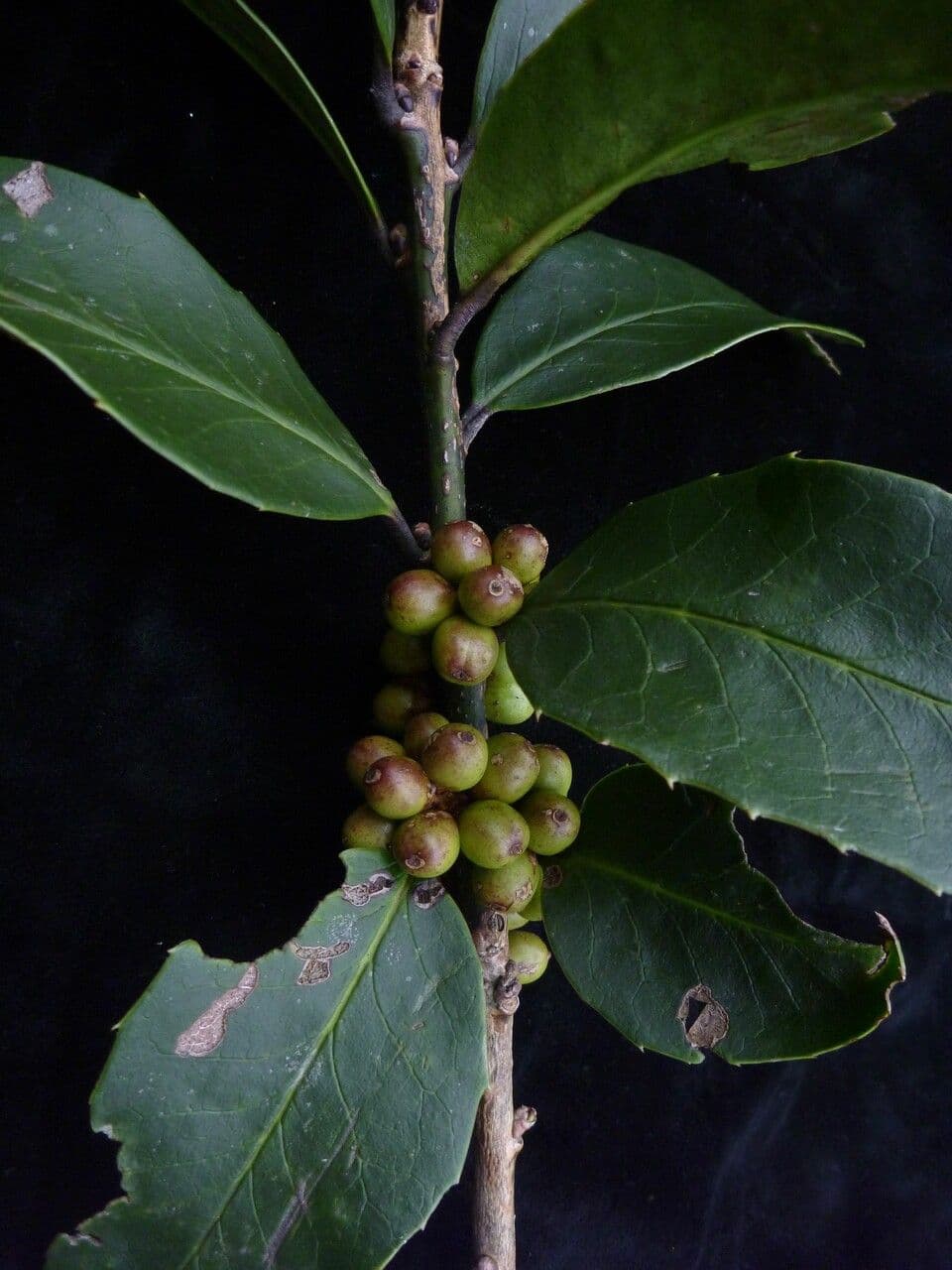 Ilex 4