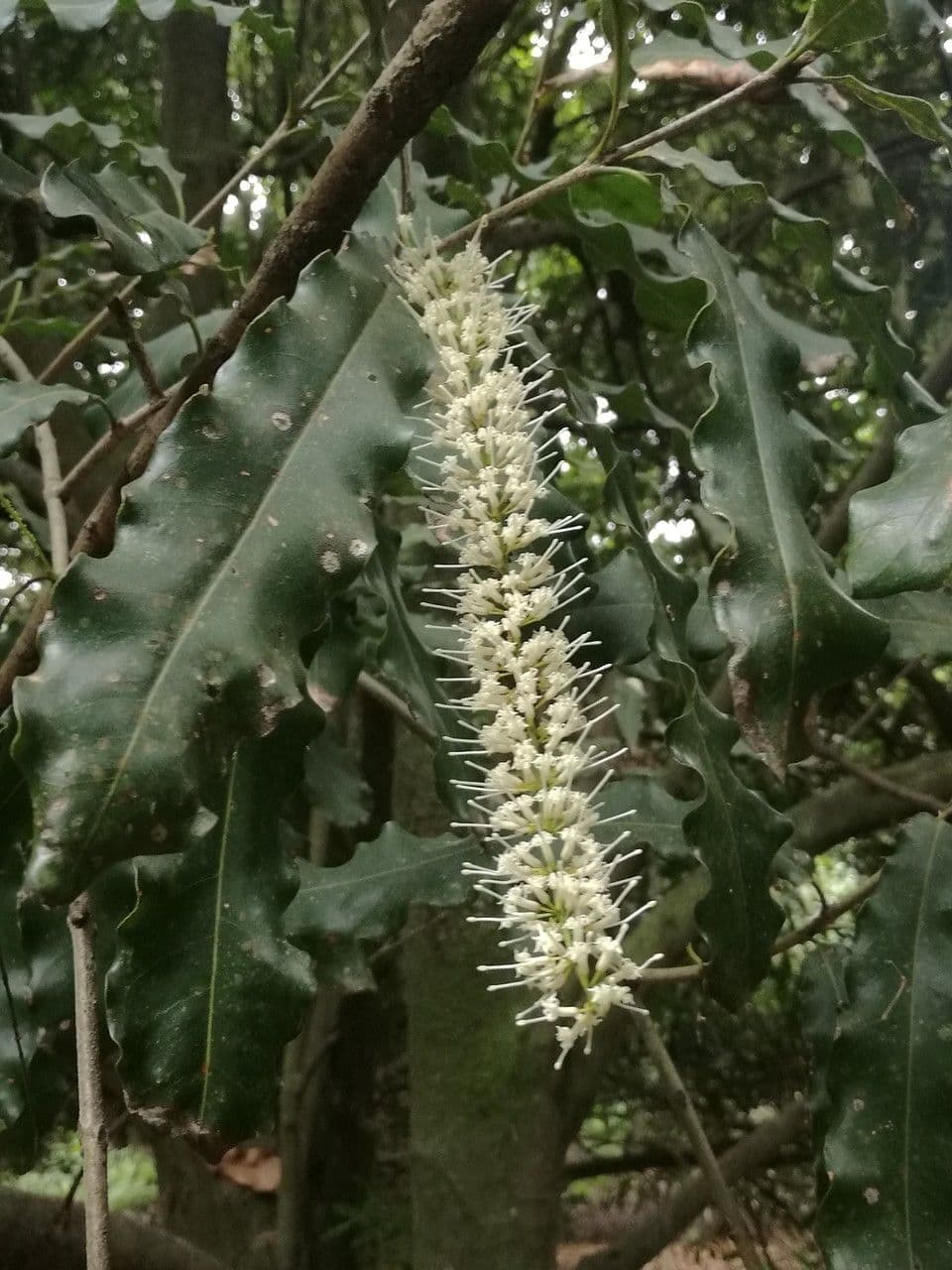 Macadamianuss 5
