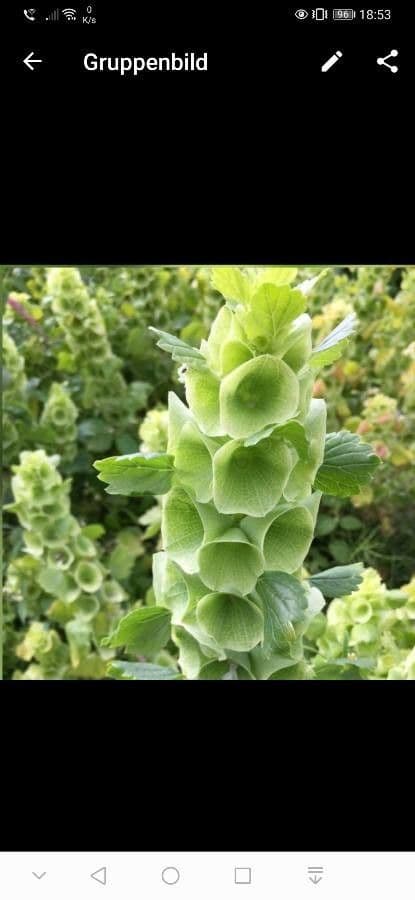 Glockenblume 6