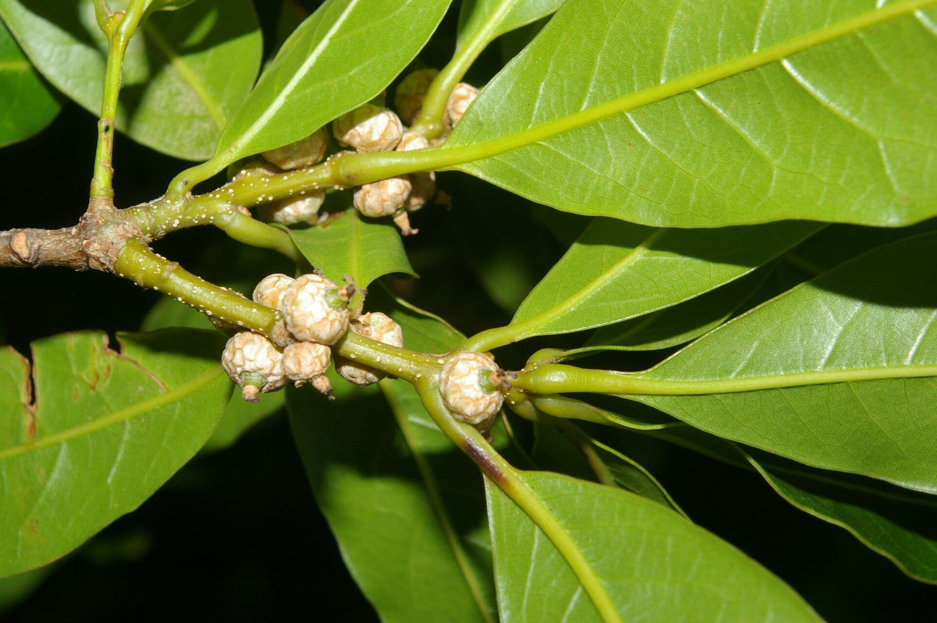 Quercia 2
