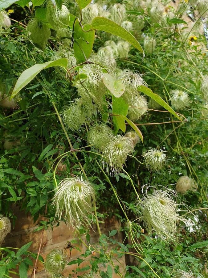 Clematis 8