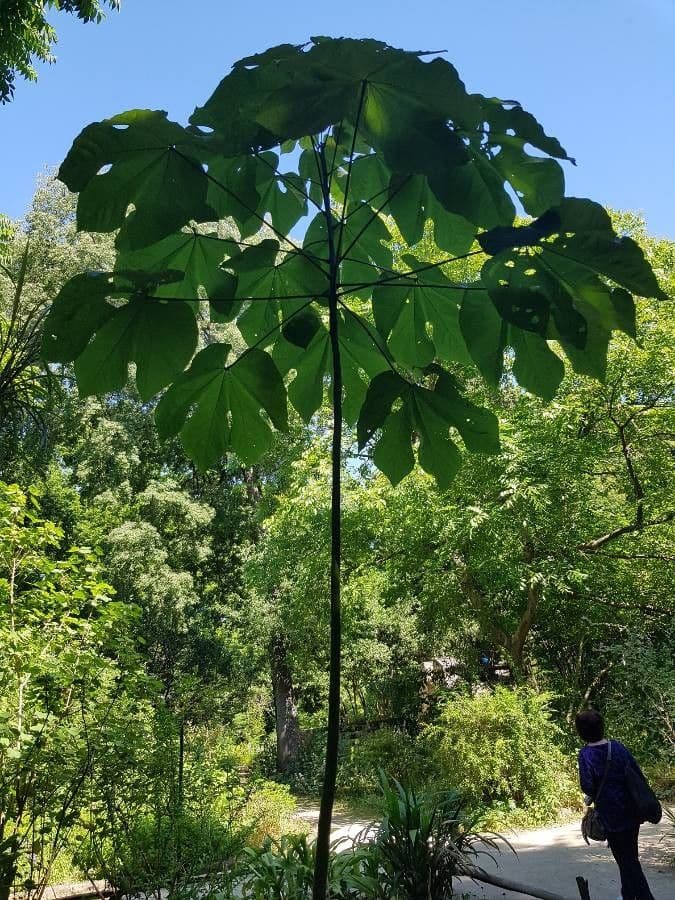 Chinesischer Flaschenbaum 13