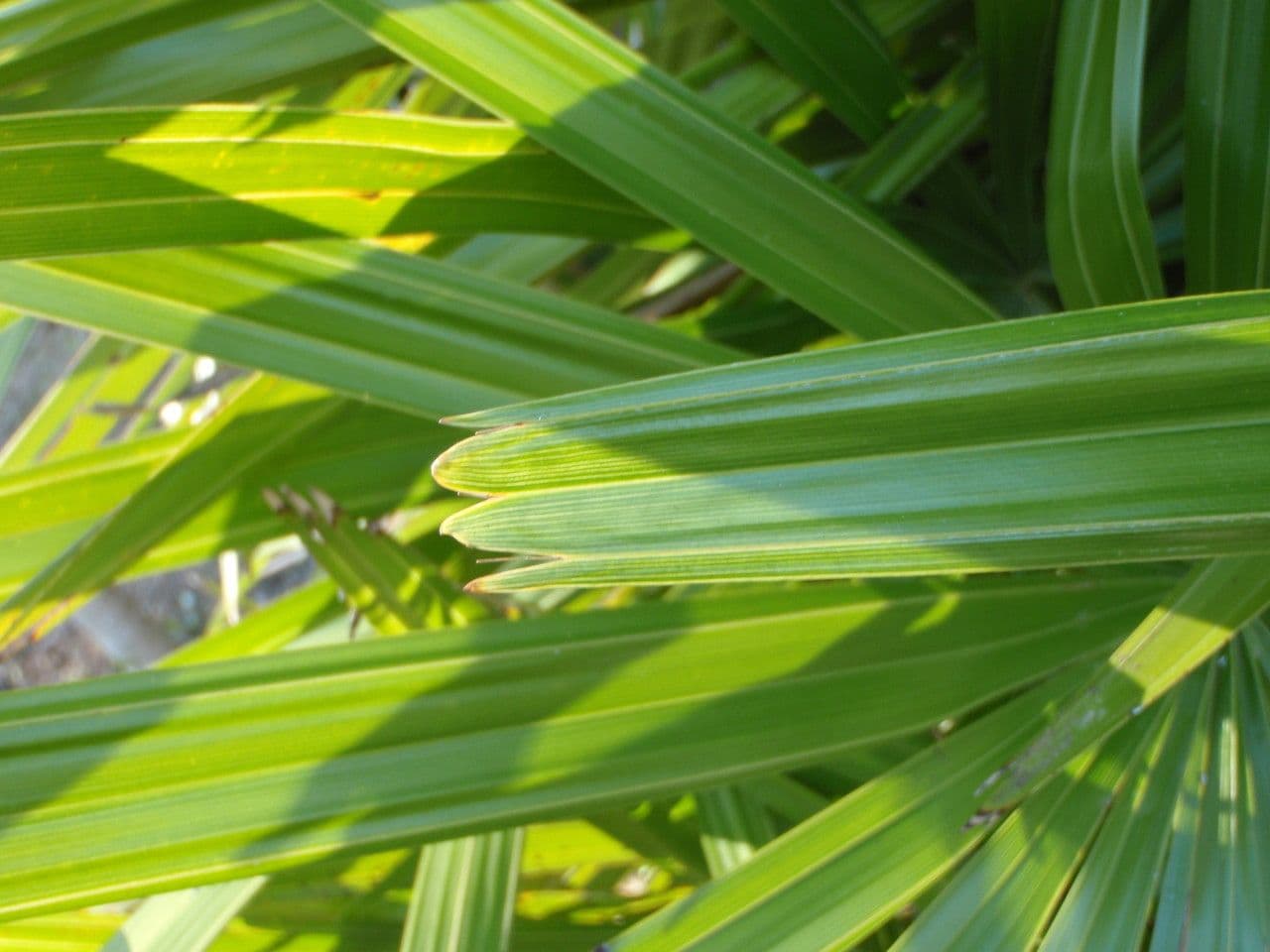 Palma aghiforme 7