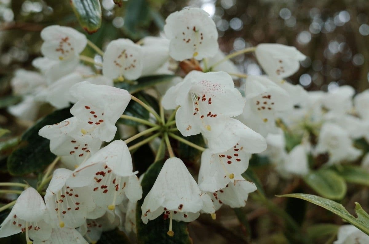 Rhododendron 7