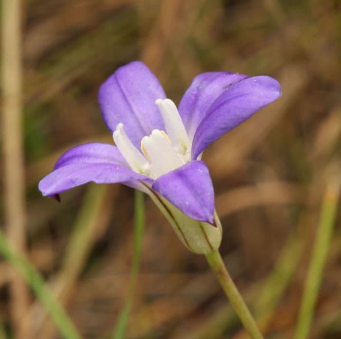 Brodiaea 2