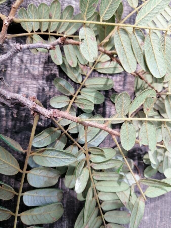 Lonchocarpus 18