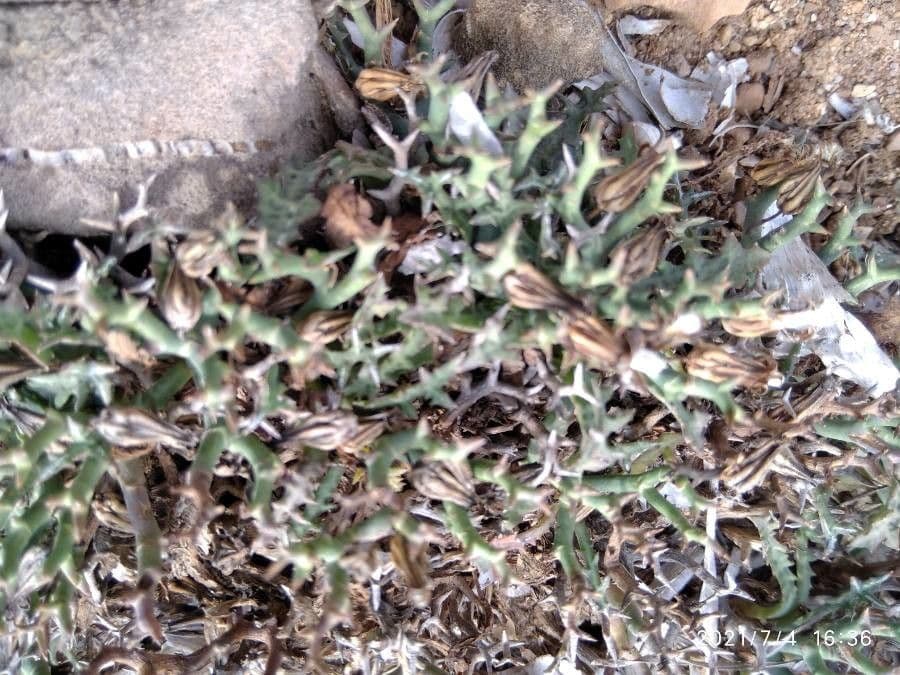 Launaea cervicornis 11