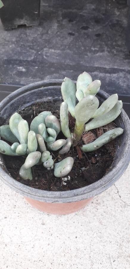 Pachyphytum 13