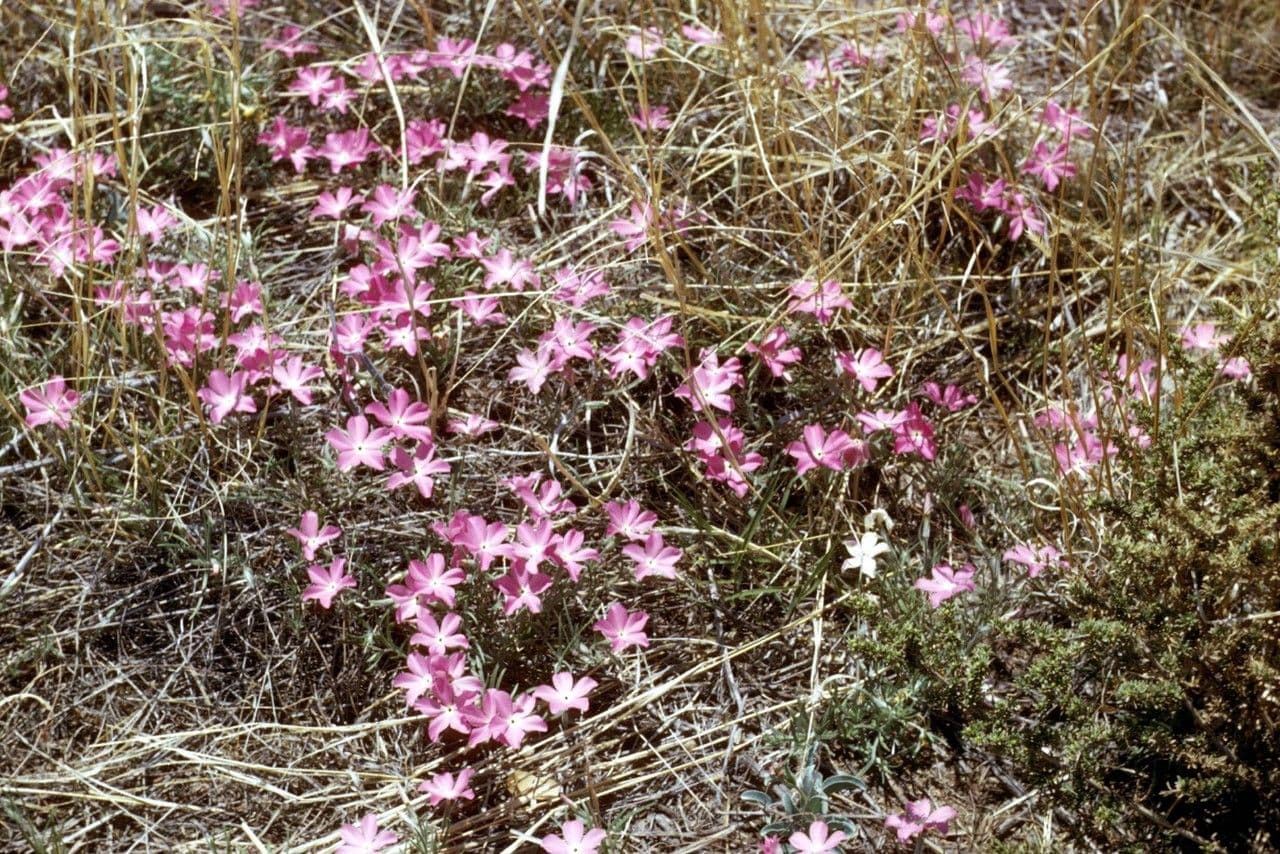 Flogosis 10