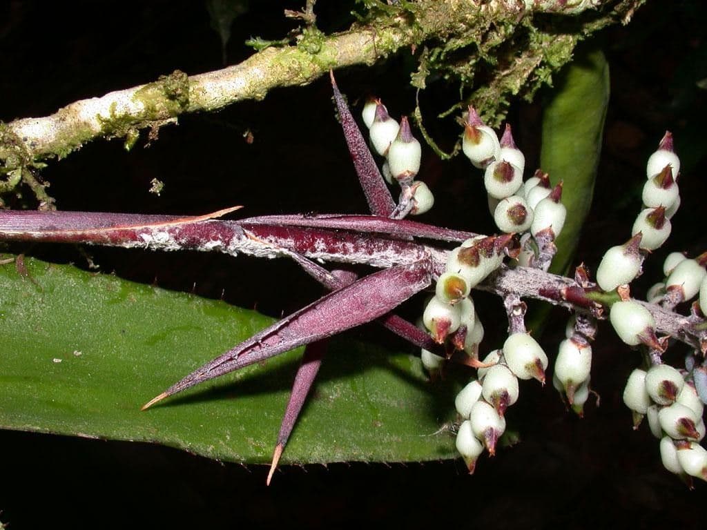 Aechmea 21
