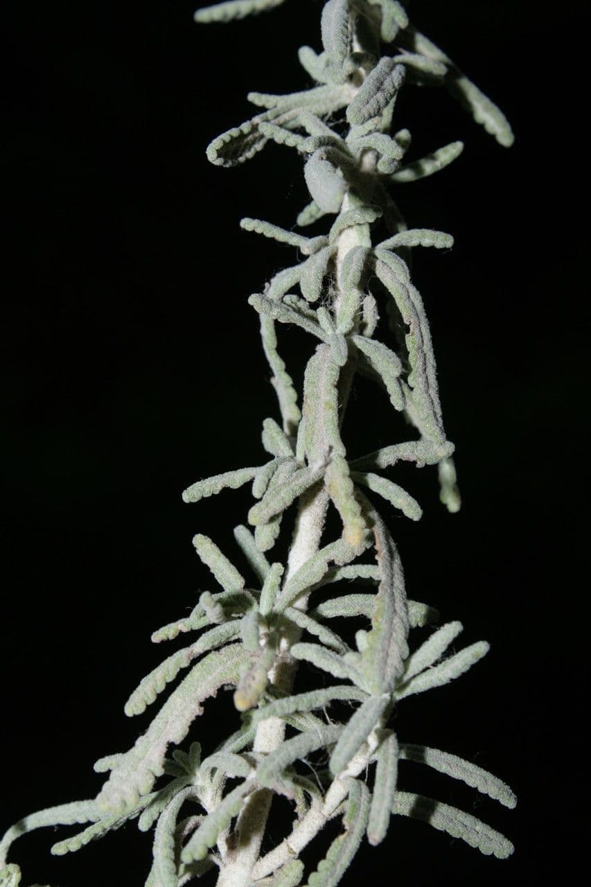 Teucrium 22