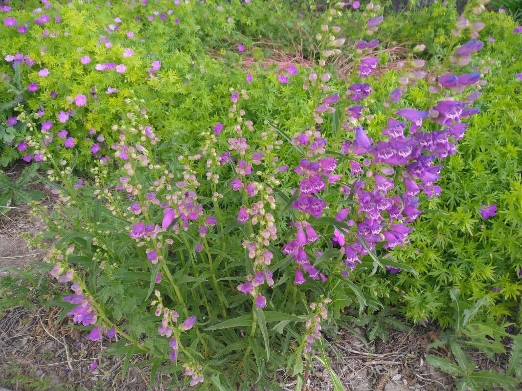 Penstemon 10