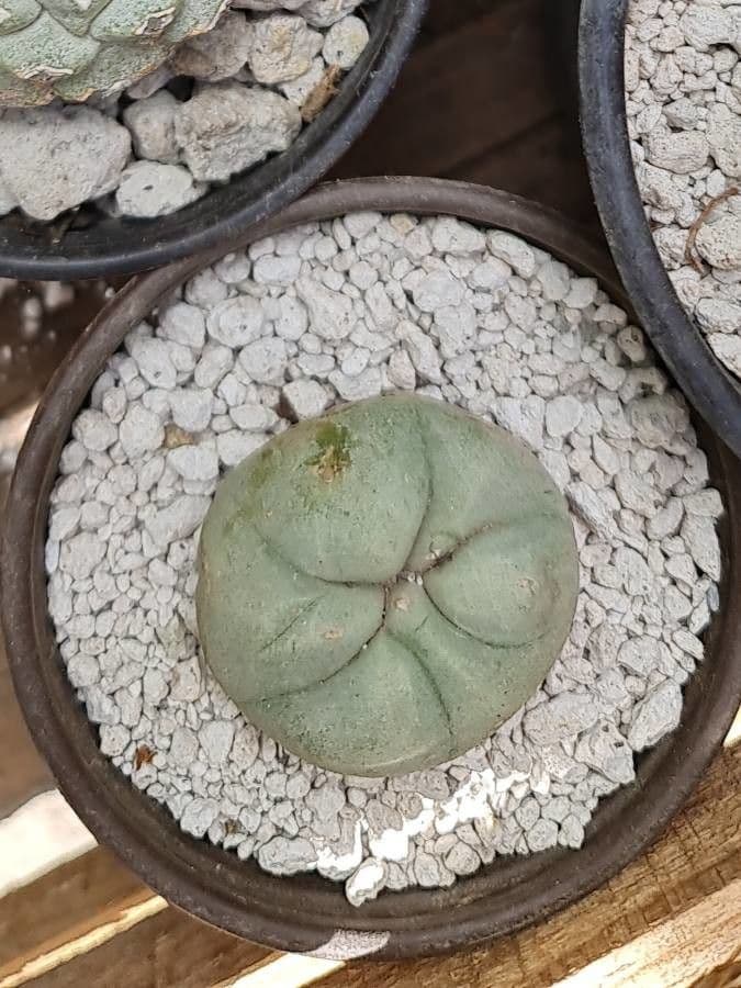 Peyote 3