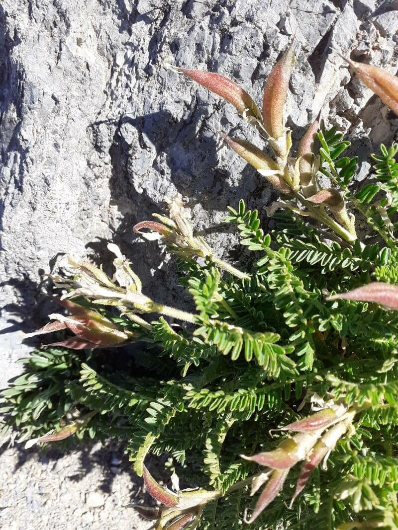 Oxytropis fetida 17