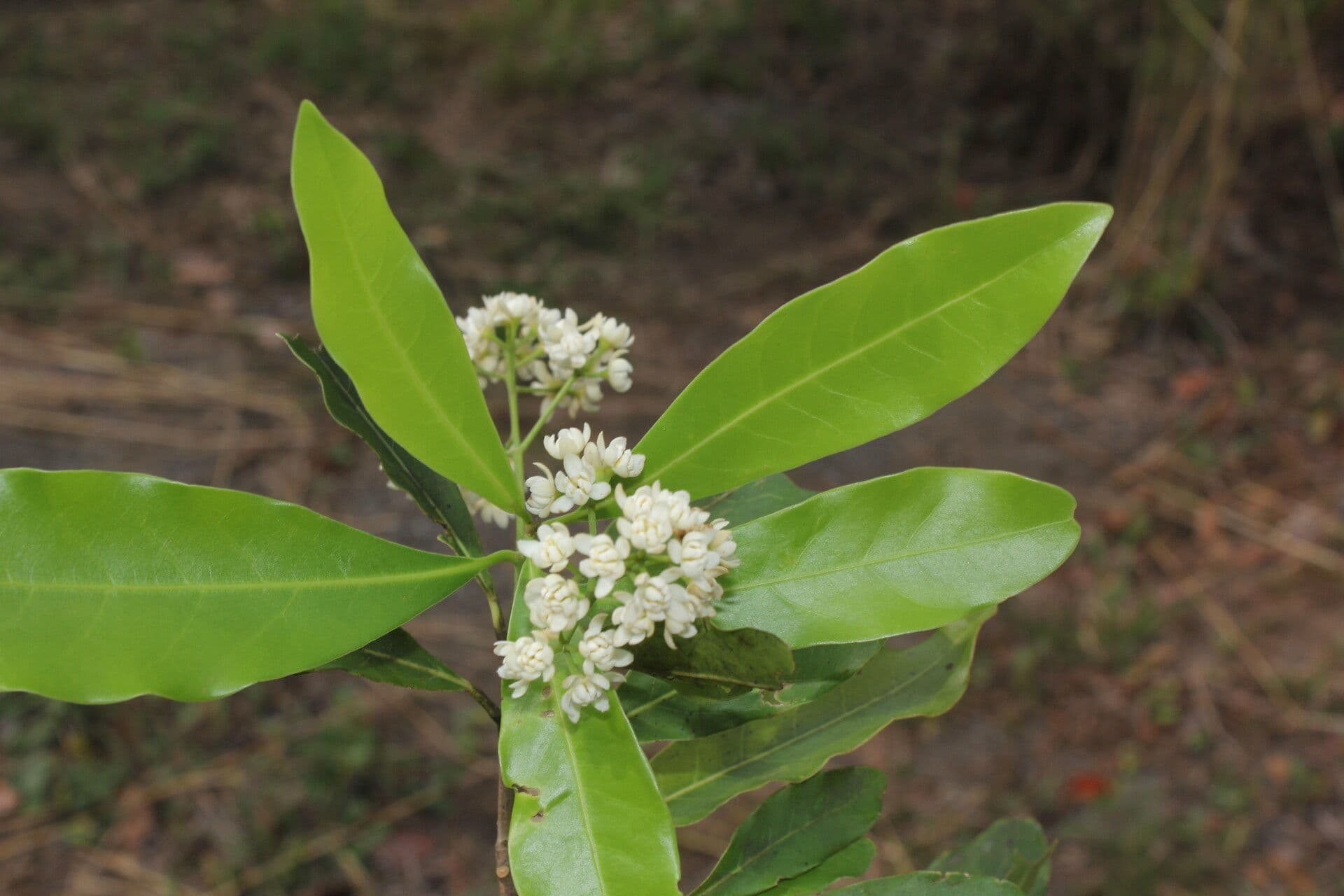 Veraguas-Mespilodaphne 8