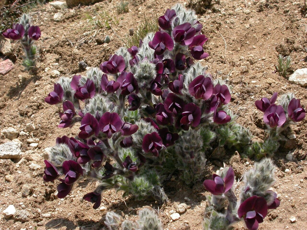 Thermopsis 4