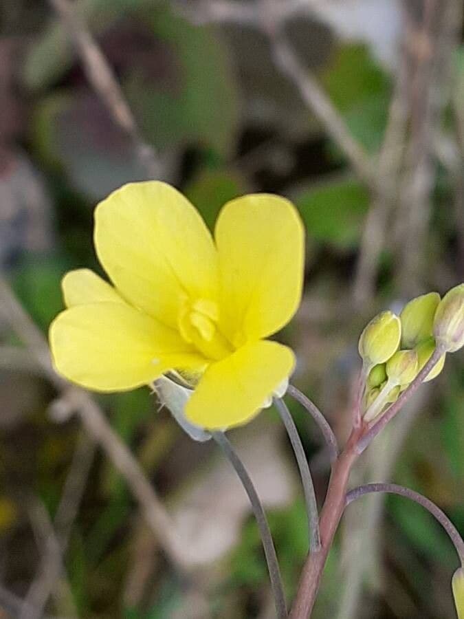 Diplotaxis virgata 6