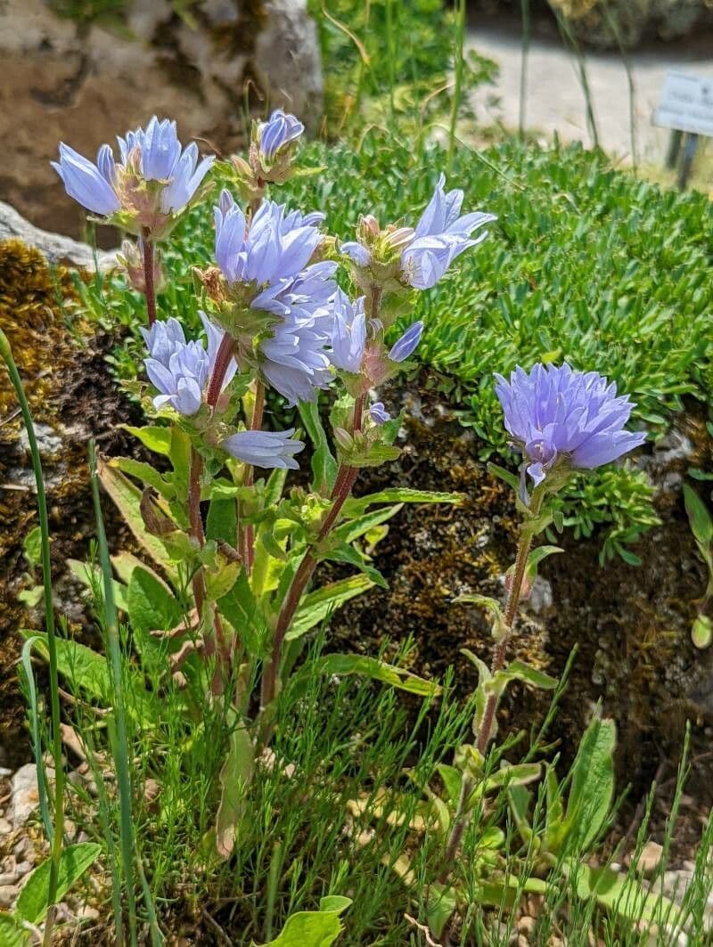Campanula 3