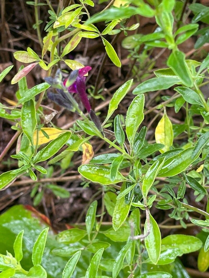 Salbei 8