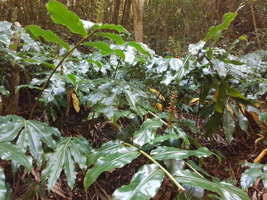 Zázvorník gardnerov 18