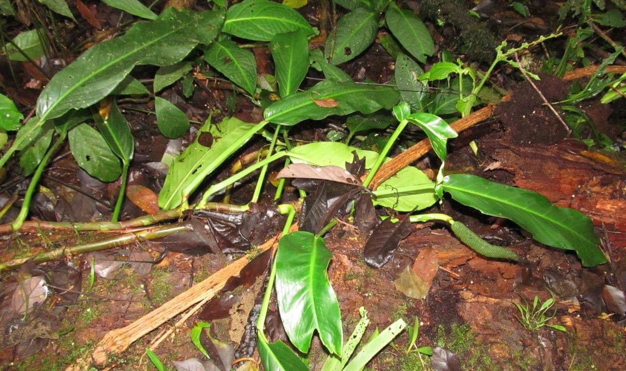 Rhodospatha 2