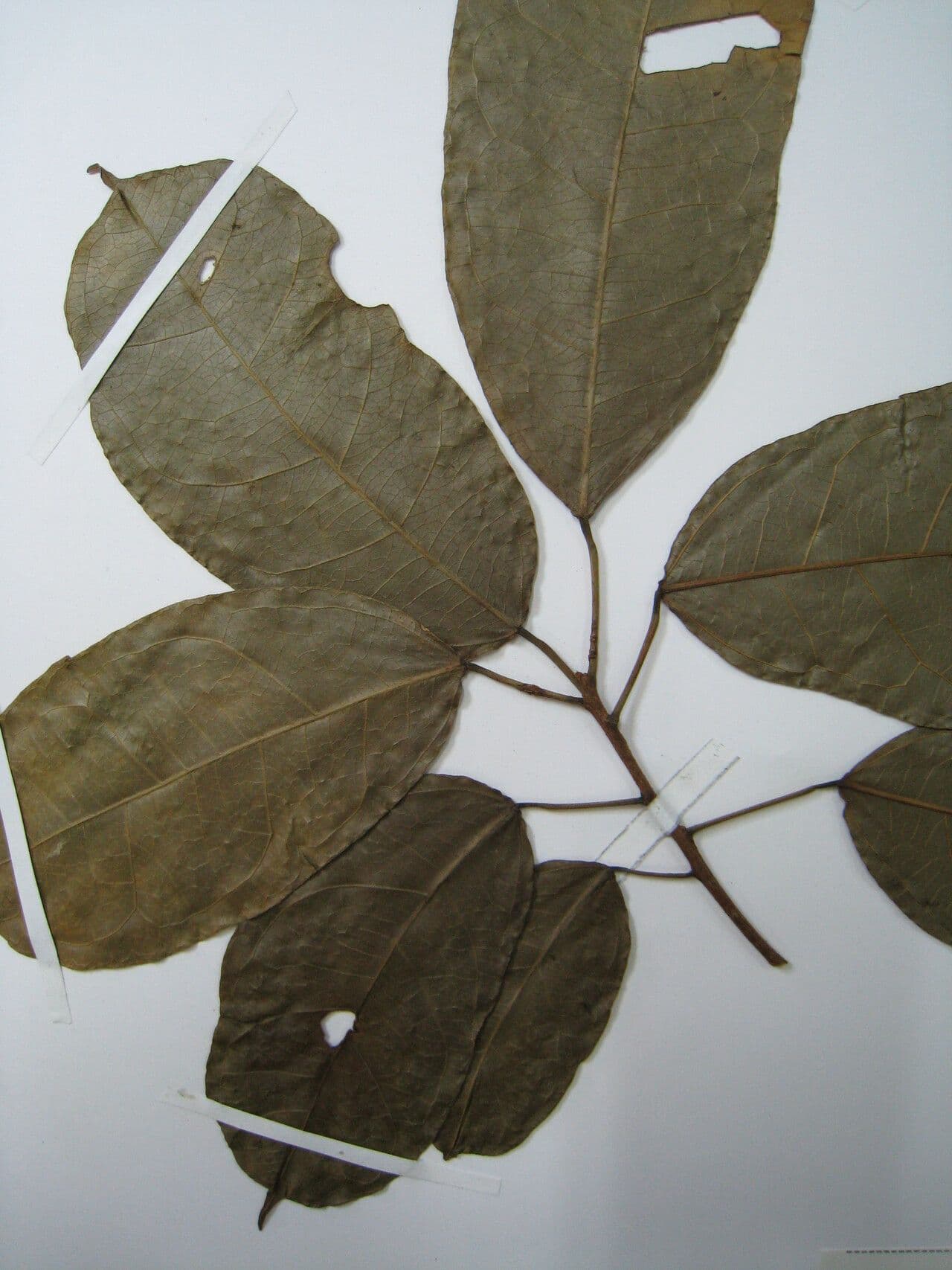 Glycydendron 13