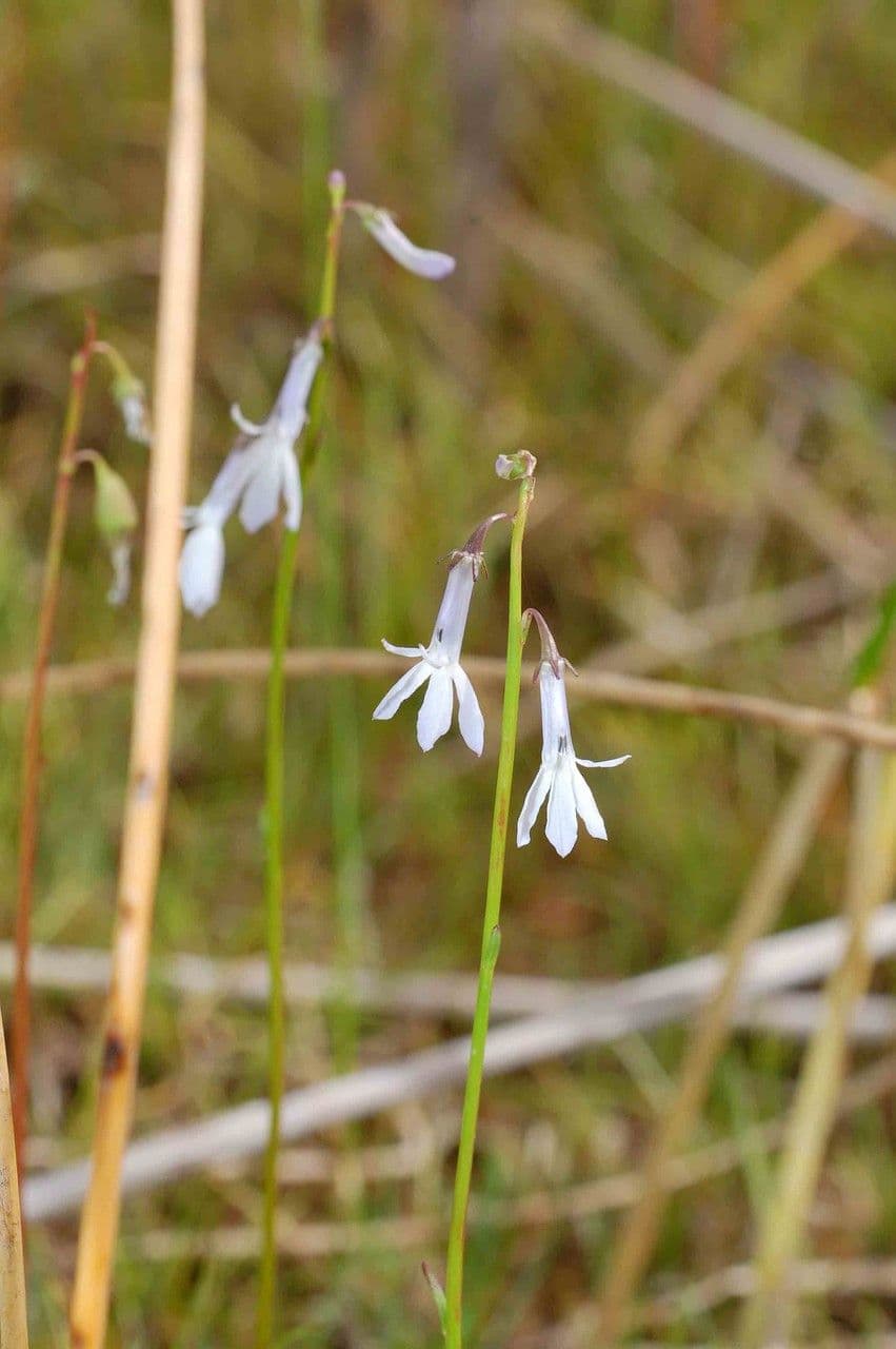 Lobelia acquatica 3