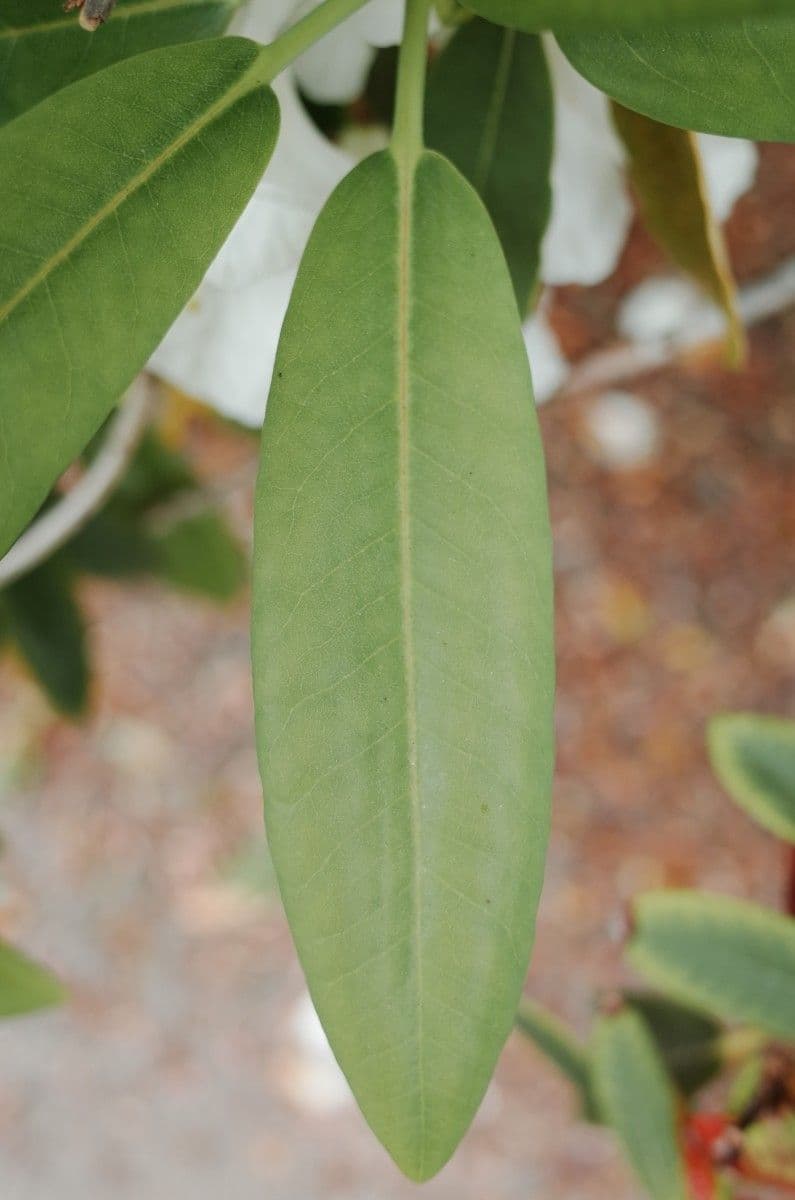 Rhododendron 16