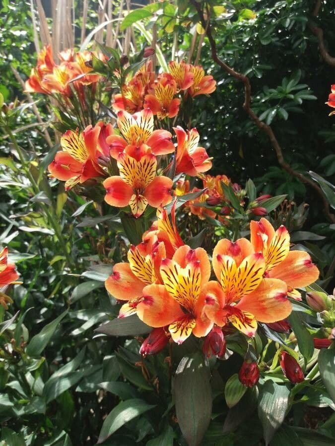 Alstroemeria aurea 7