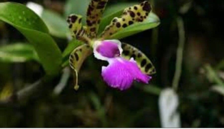 Cattleya aclandiae 4