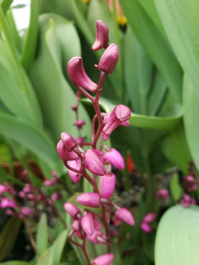 Dendrobium