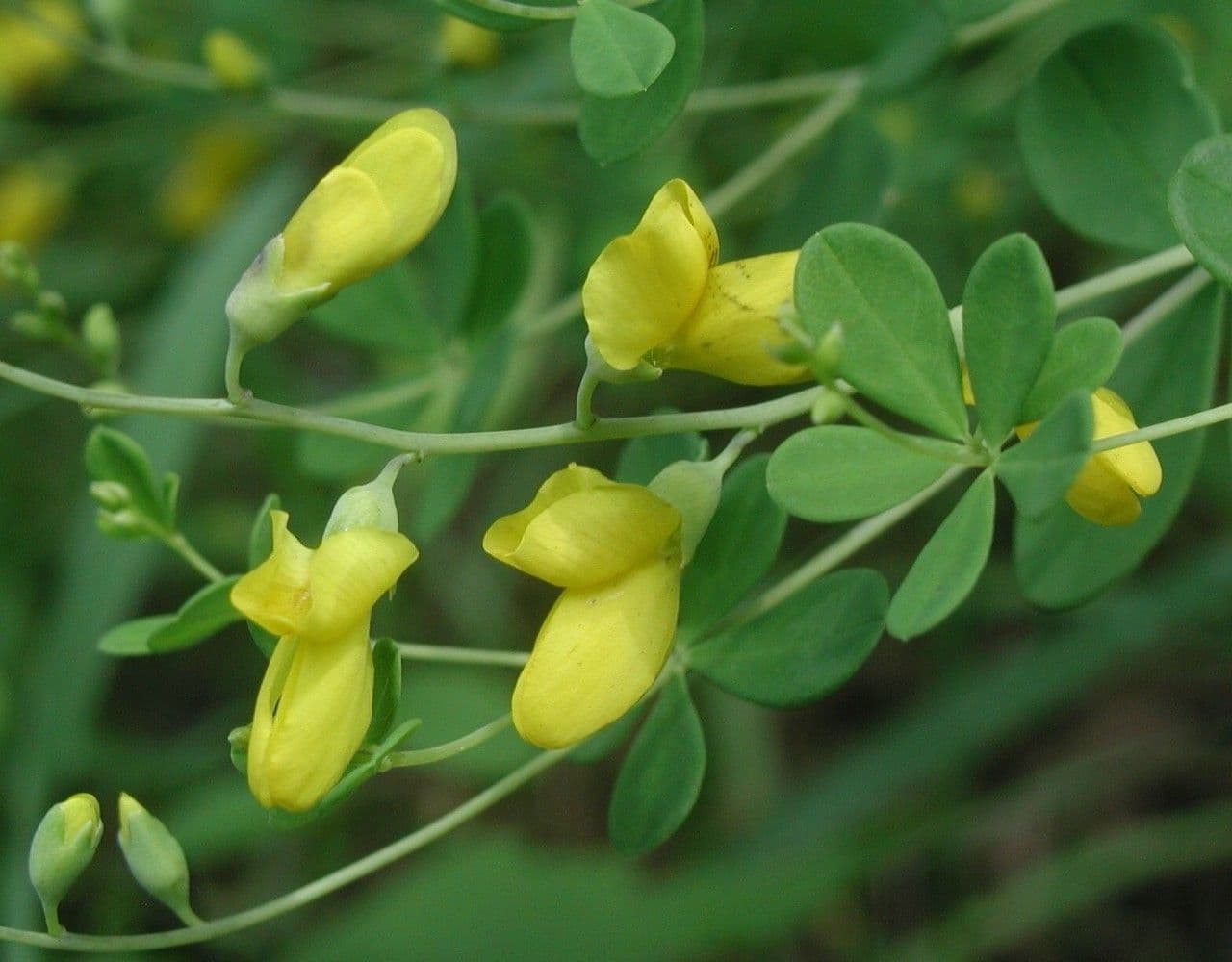 Baptisia tinctoria 8