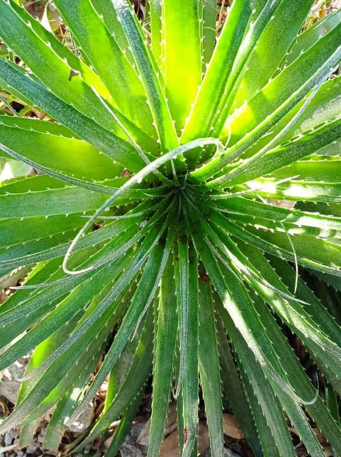 Puya 10