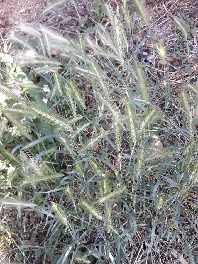 Elymus canadensis 16