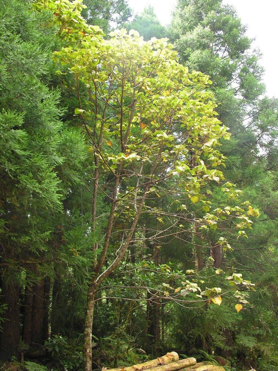 Dombeya 8